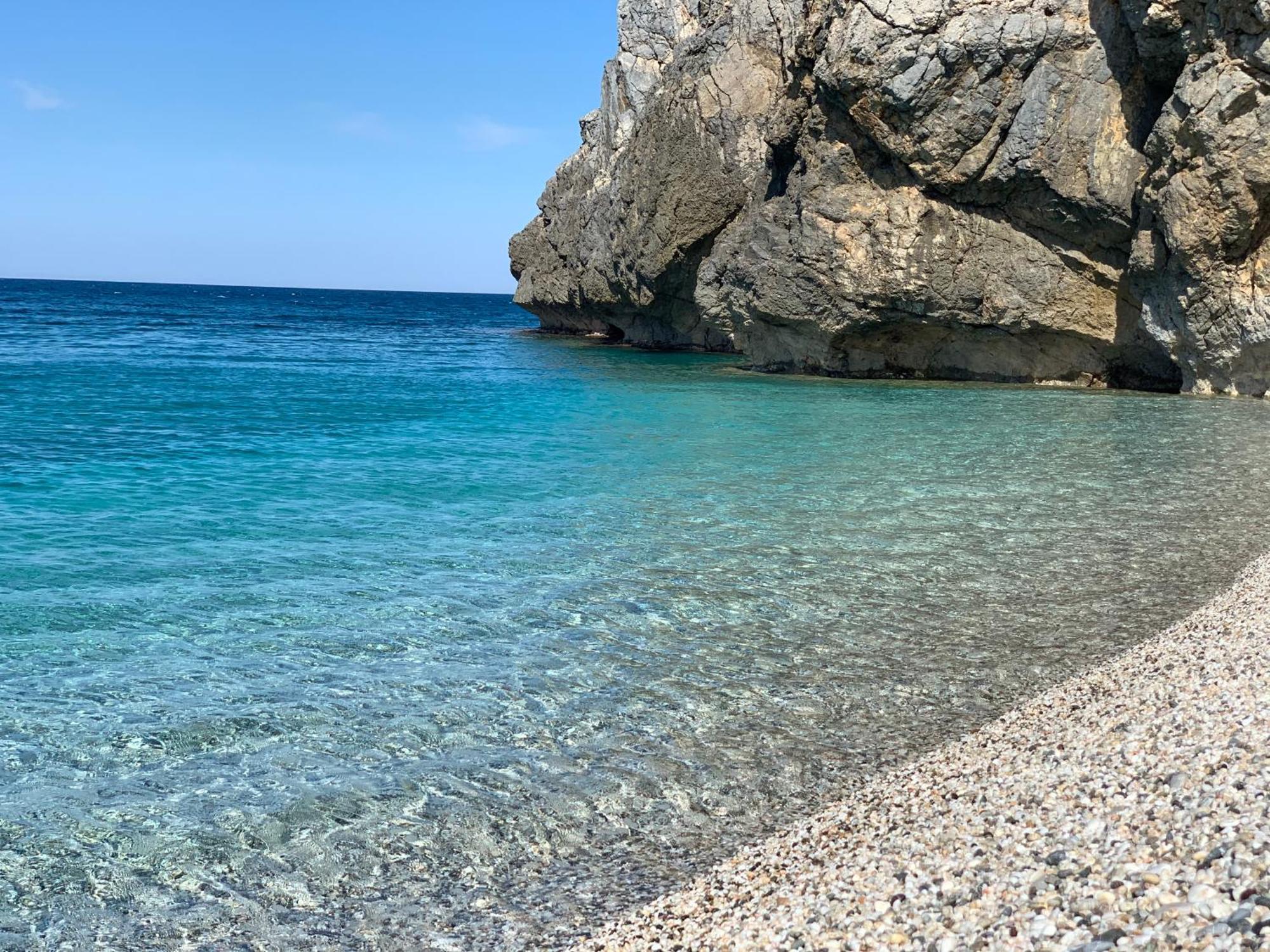 Sterna Paralia Kimis