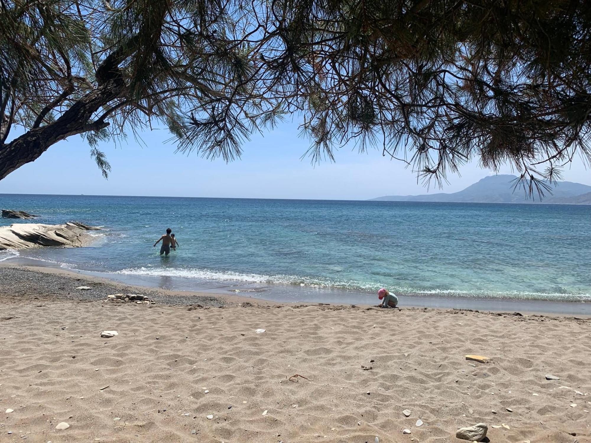 Sterna * Paralia Kimis